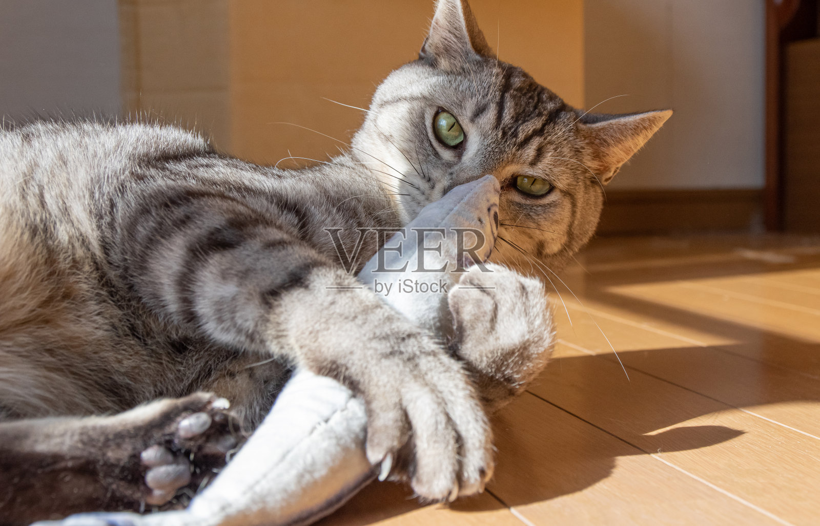 猫在咬毛绒玩具照片摄影图片