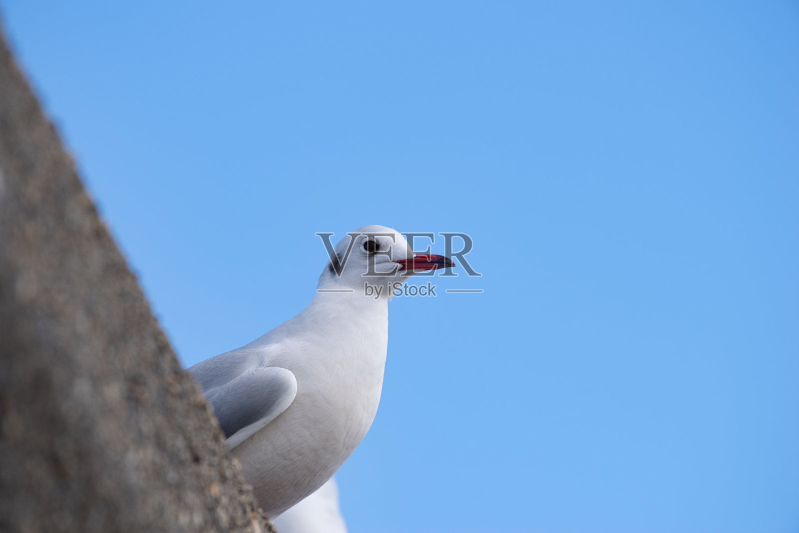 红嘴鸥照片摄影图片