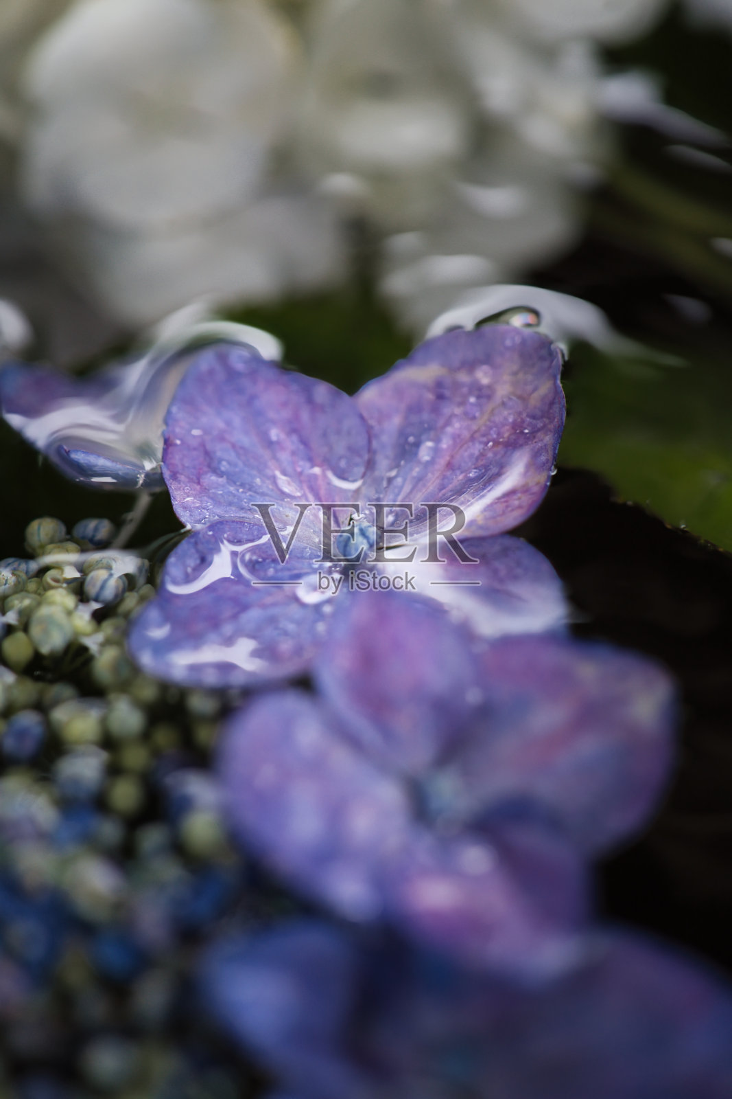 花手带水的绣球花，在六月的雨季里美丽地绽放照片摄影图片