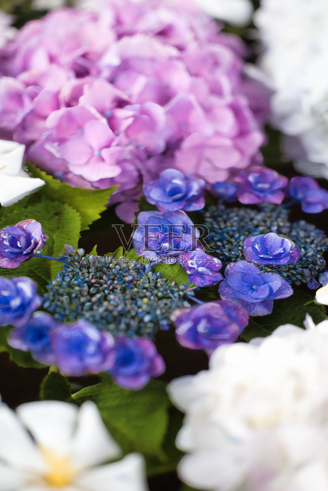 花手带水的绣球花，在六月的雨季里美丽地绽放照片摄影图片