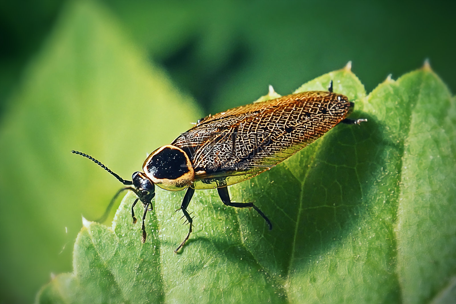 森林蜚蠊照片摄影图片
