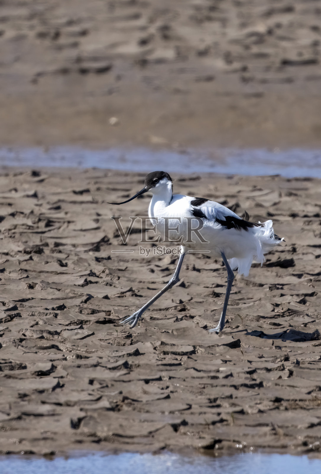 在诺福克郡斯奈特舍姆的泥滩上觅食的巨鳄。照片摄影图片