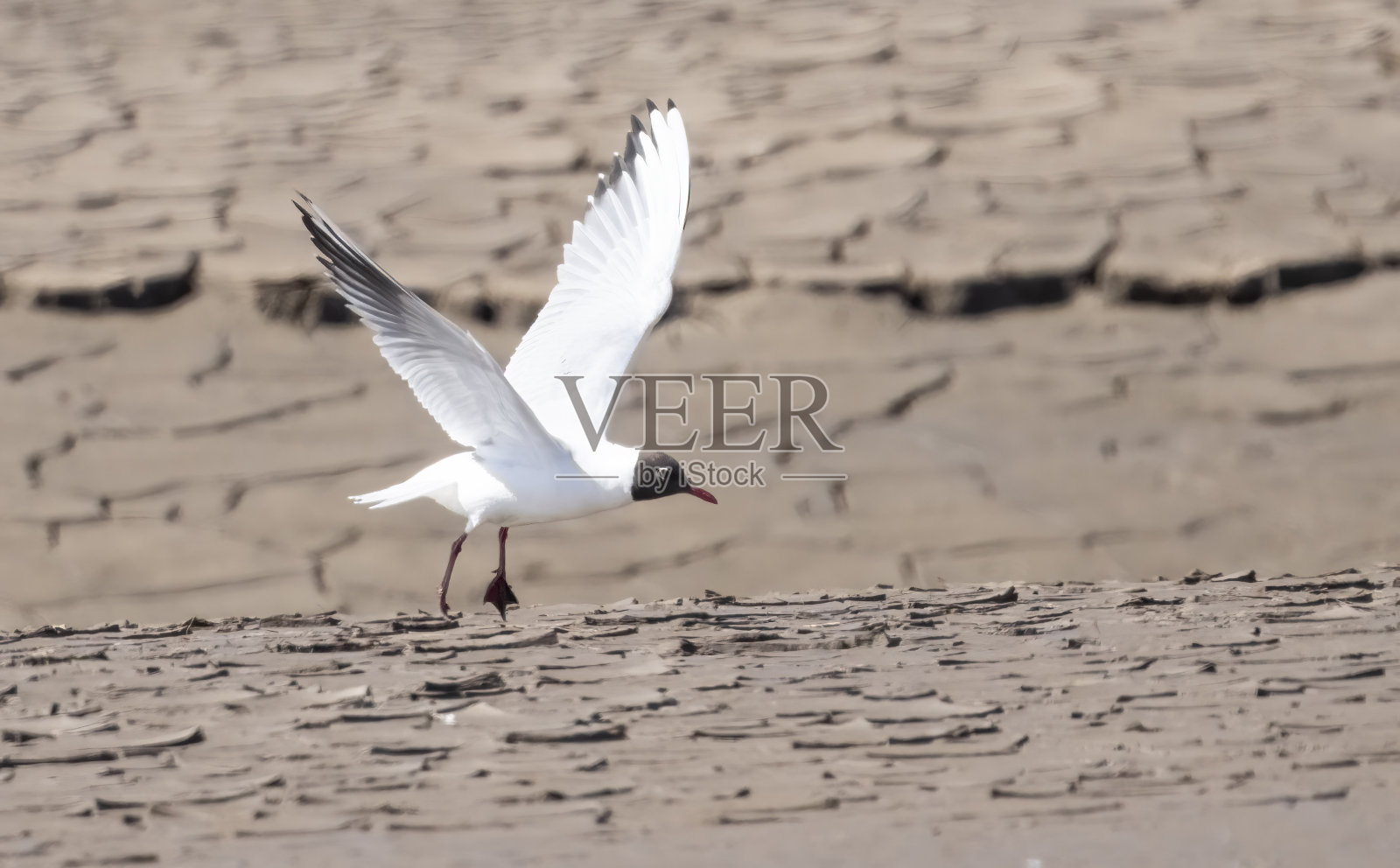 斯奈提沙姆壮观，在涨潮时，涉水者在斯奈提沙姆的泻湖旁。照片摄影图片