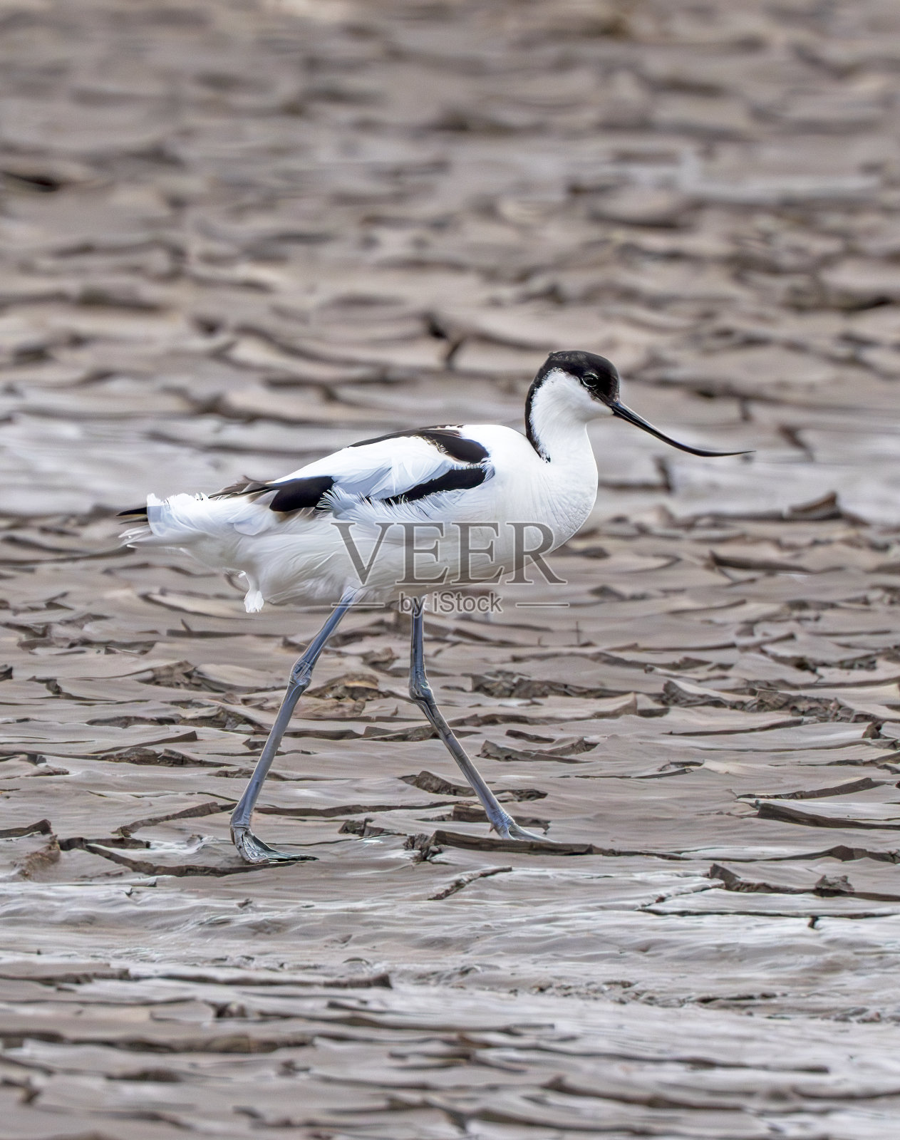 在诺福克郡斯奈特舍姆的泥滩上觅食的巨鳄。照片摄影图片