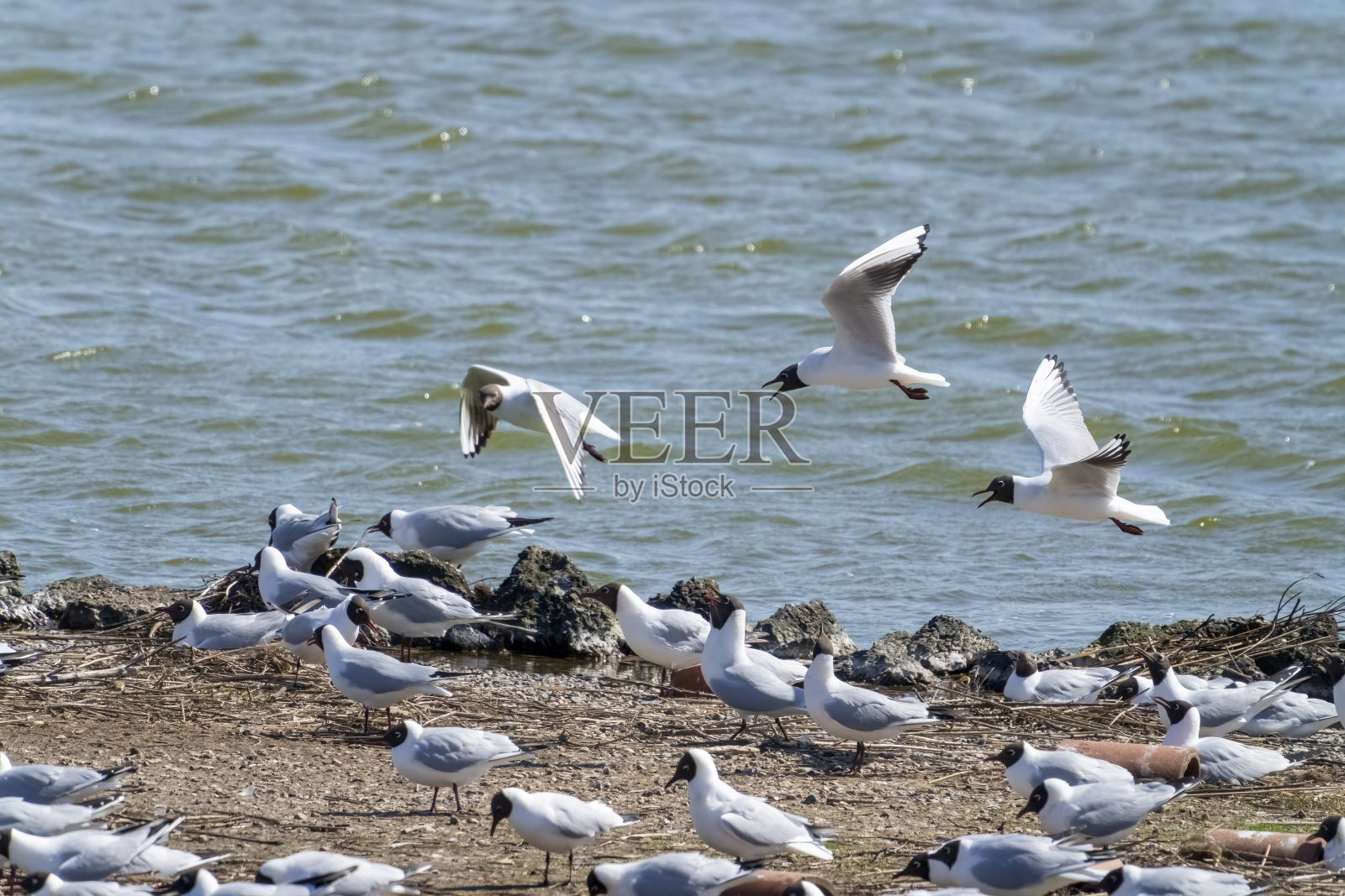 斯奈提沙姆壮观，在涨潮时，涉水者在斯奈提沙姆的泻湖旁。照片摄影图片