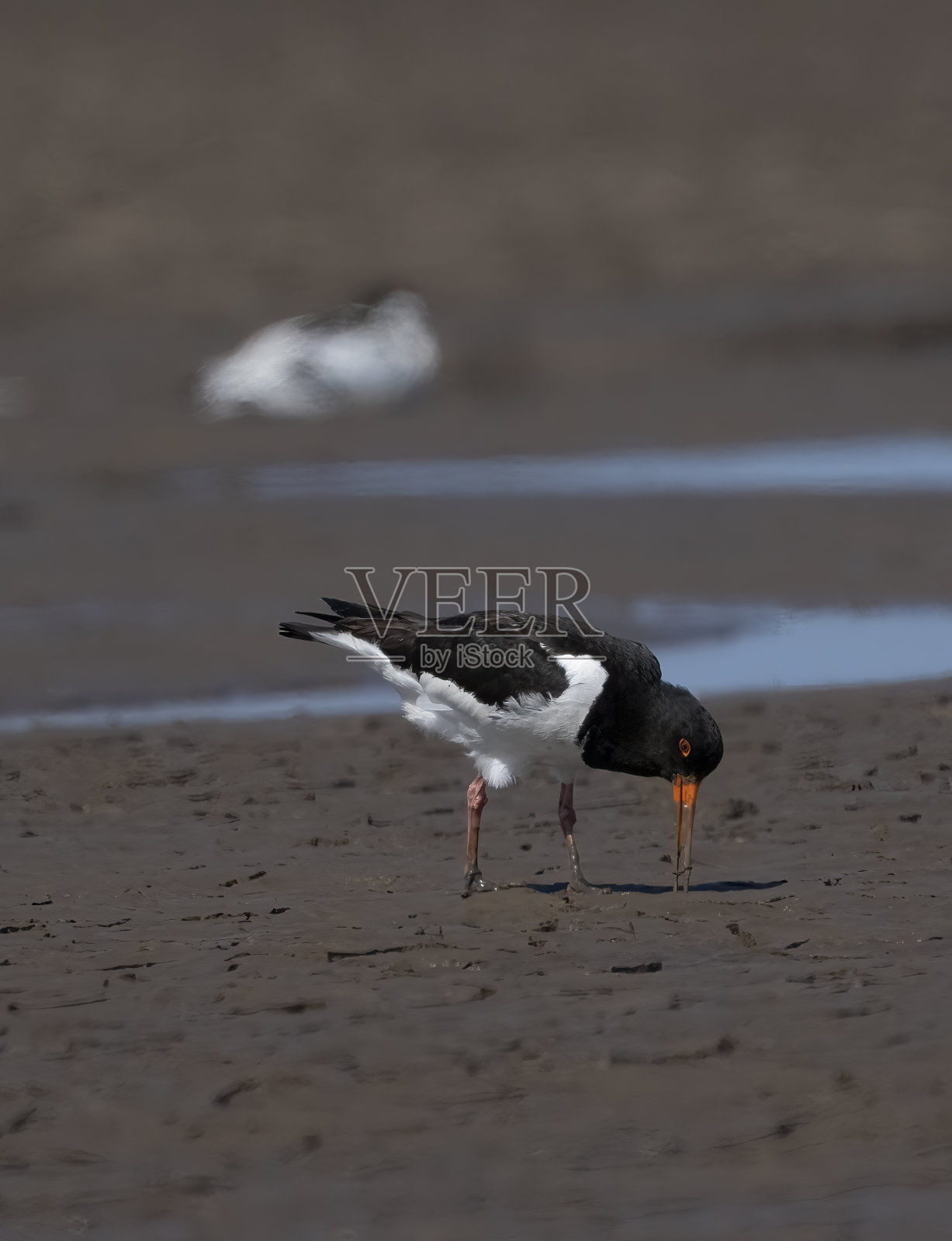 在诺福克郡斯奈特舍姆的泥滩上，捕牡蛎者和食肉动物正在进食。照片摄影图片