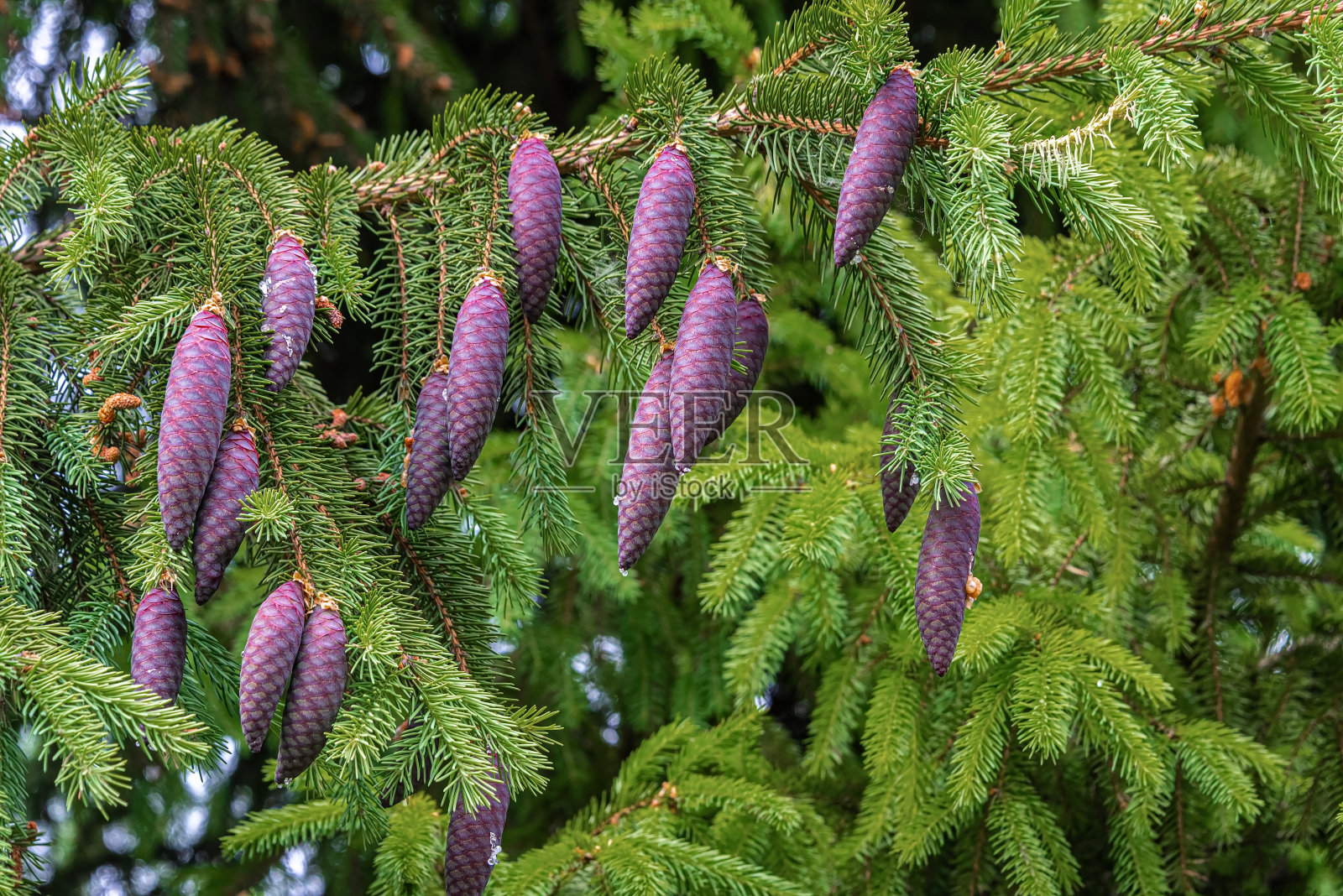奇妙的云杉树枝与球果作为自然背景。圣诞节的背景。带有复制空间的问候模板。照片摄影图片