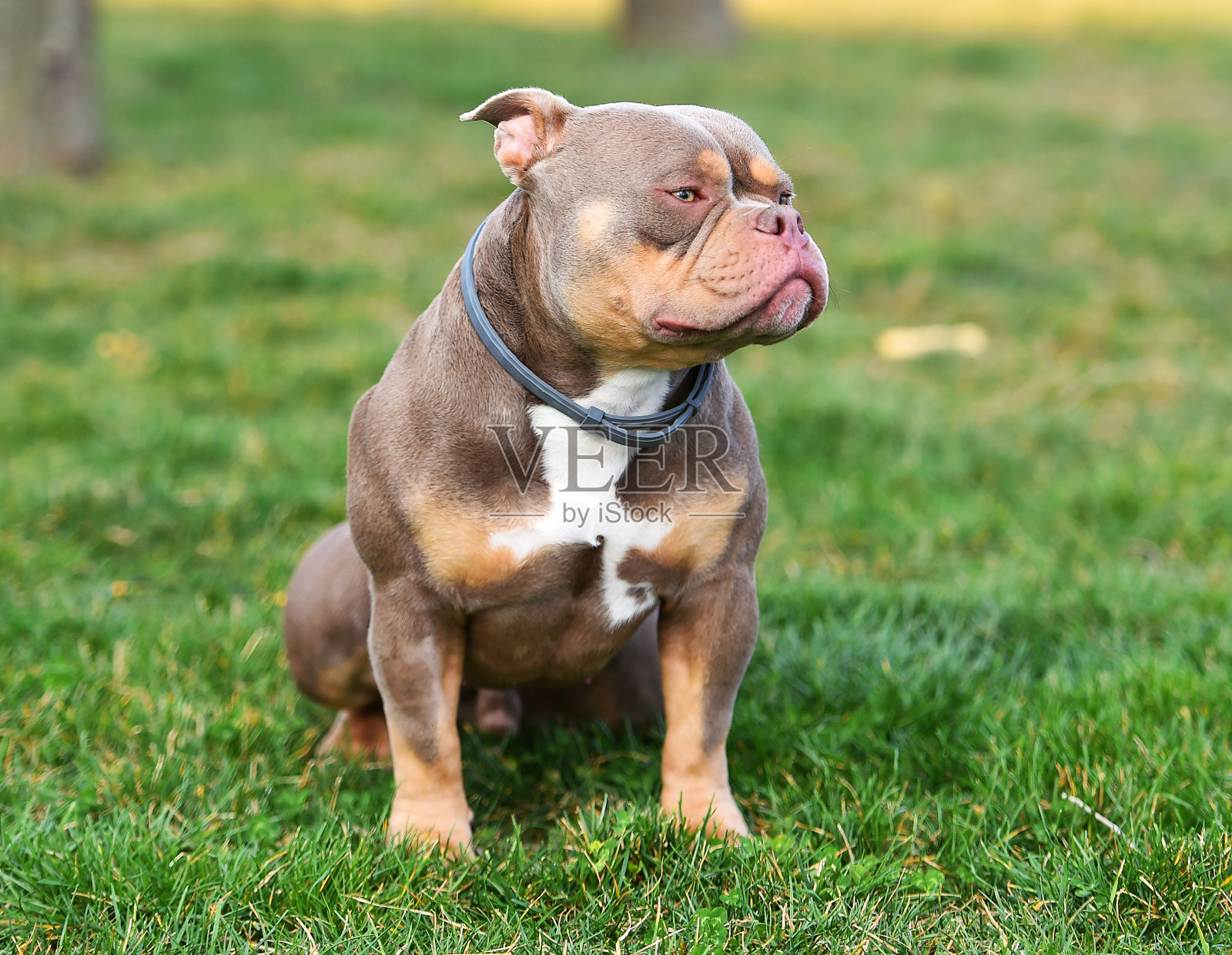 肌肉发达的美国恶霸犬照片摄影图片
