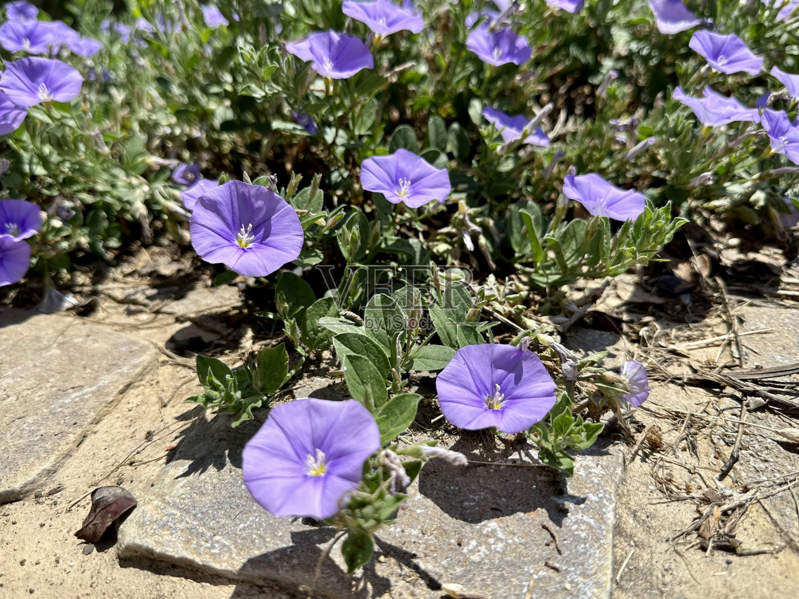 意大利托斯卡纳的牵牛花照片摄影图片