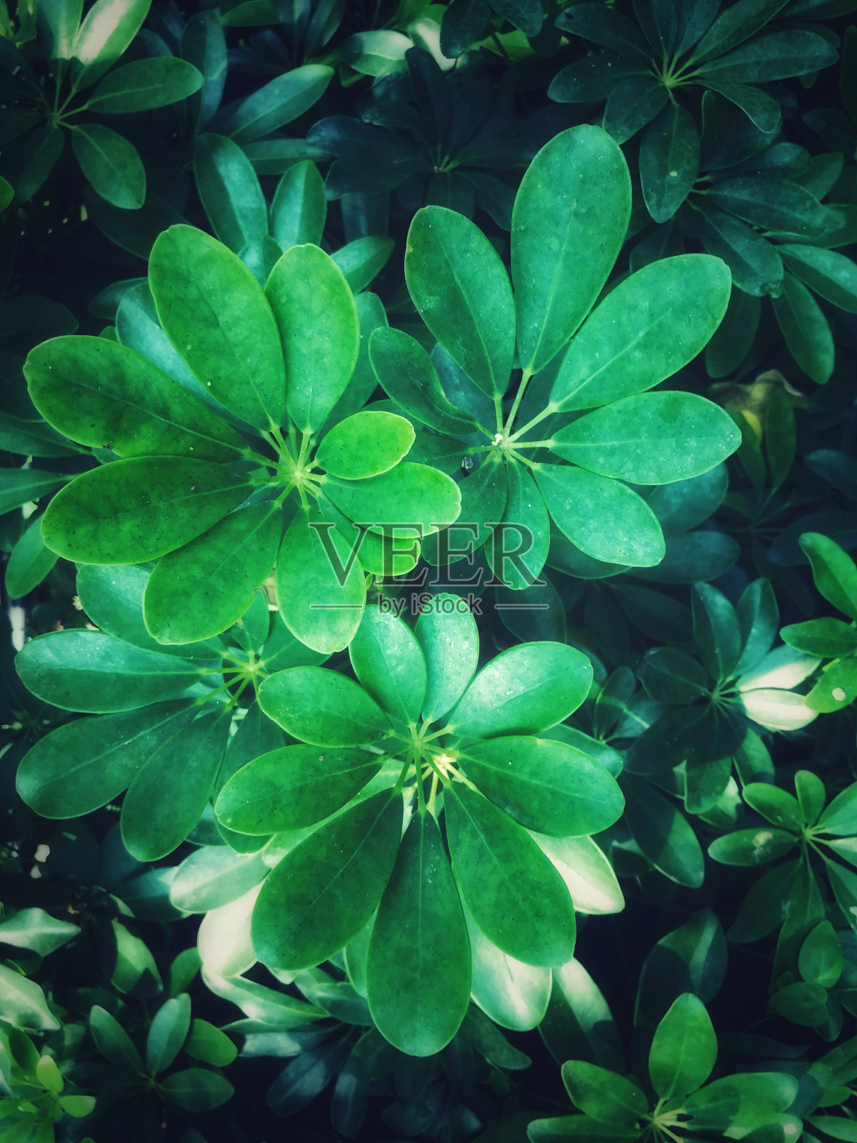 植物叶片纹理图案背景细节图像照片摄影图片