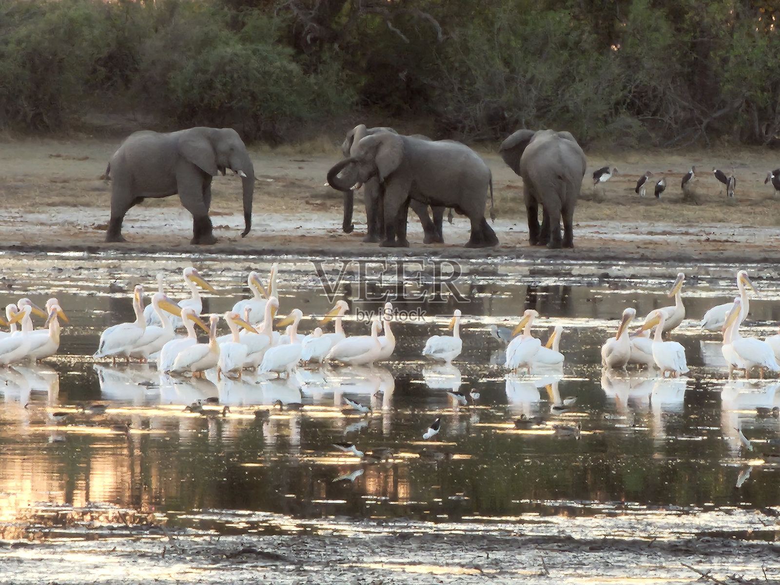 奥卡万戈最后的水照片摄影图片