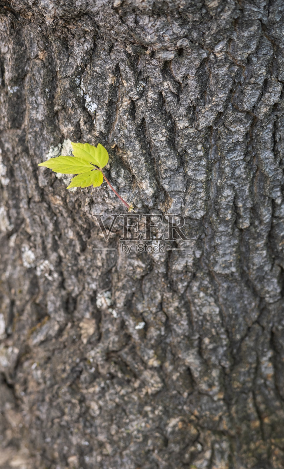 树干上长出的新芽。照片摄影图片