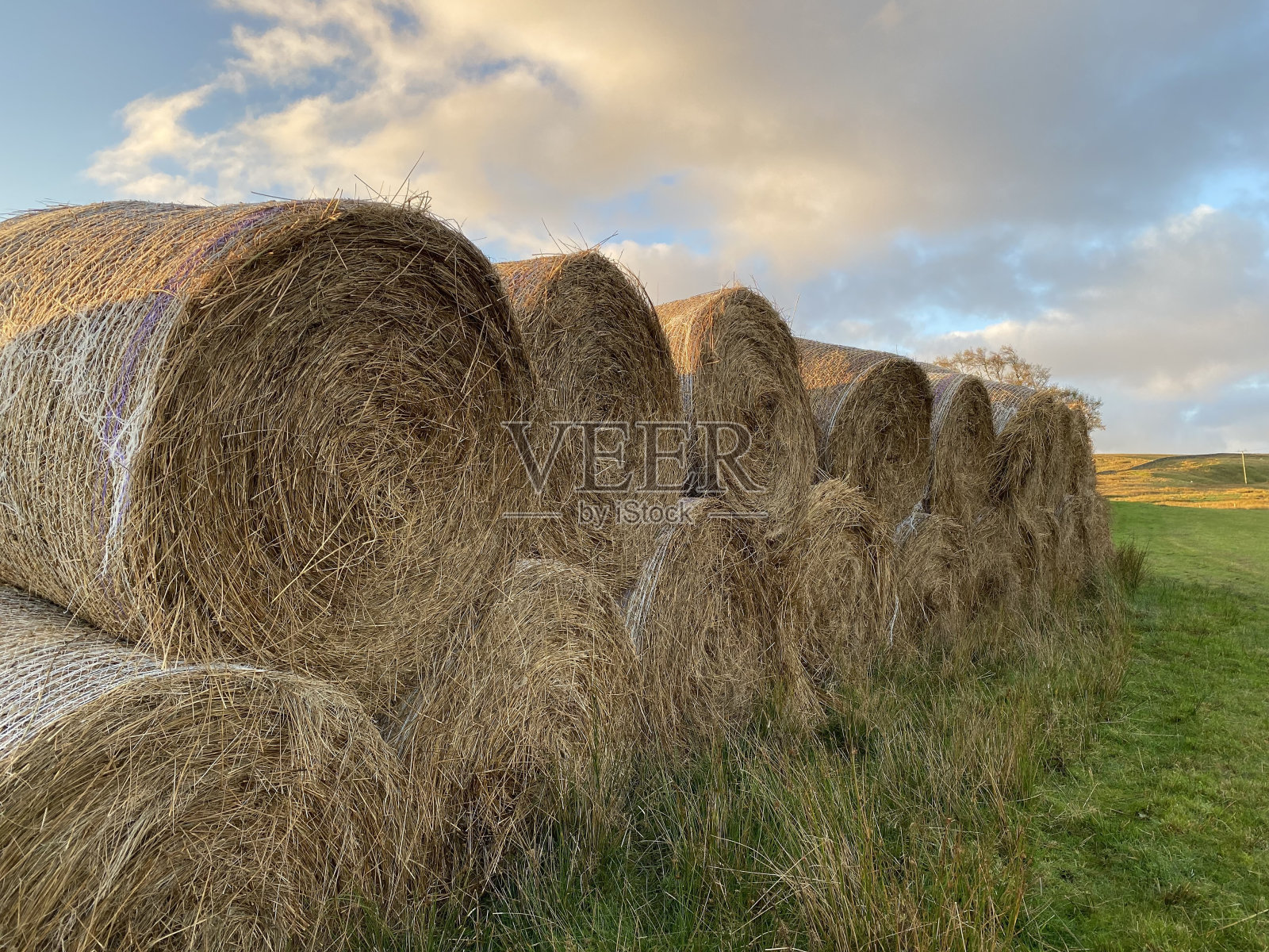 日出时田野里的干草捆照片摄影图片