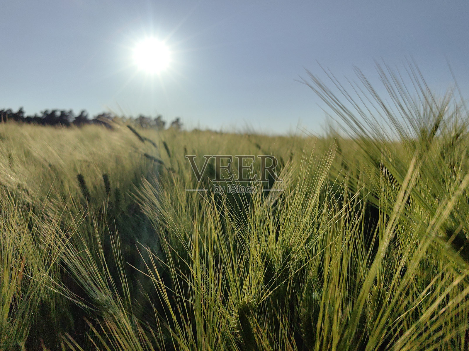 夏天汉堡周边的照片照片摄影图片