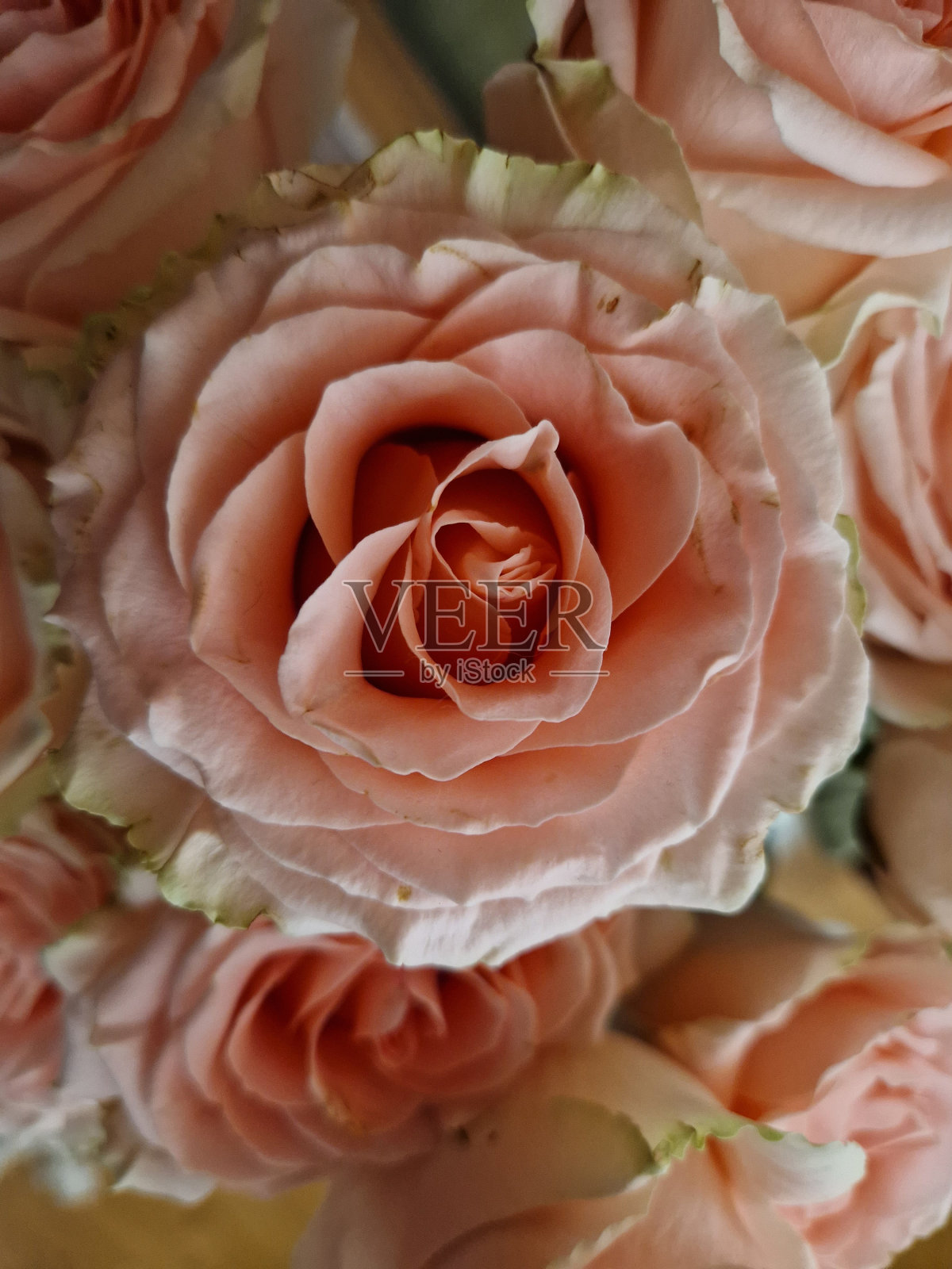 粉色玫瑰照片摄影图片