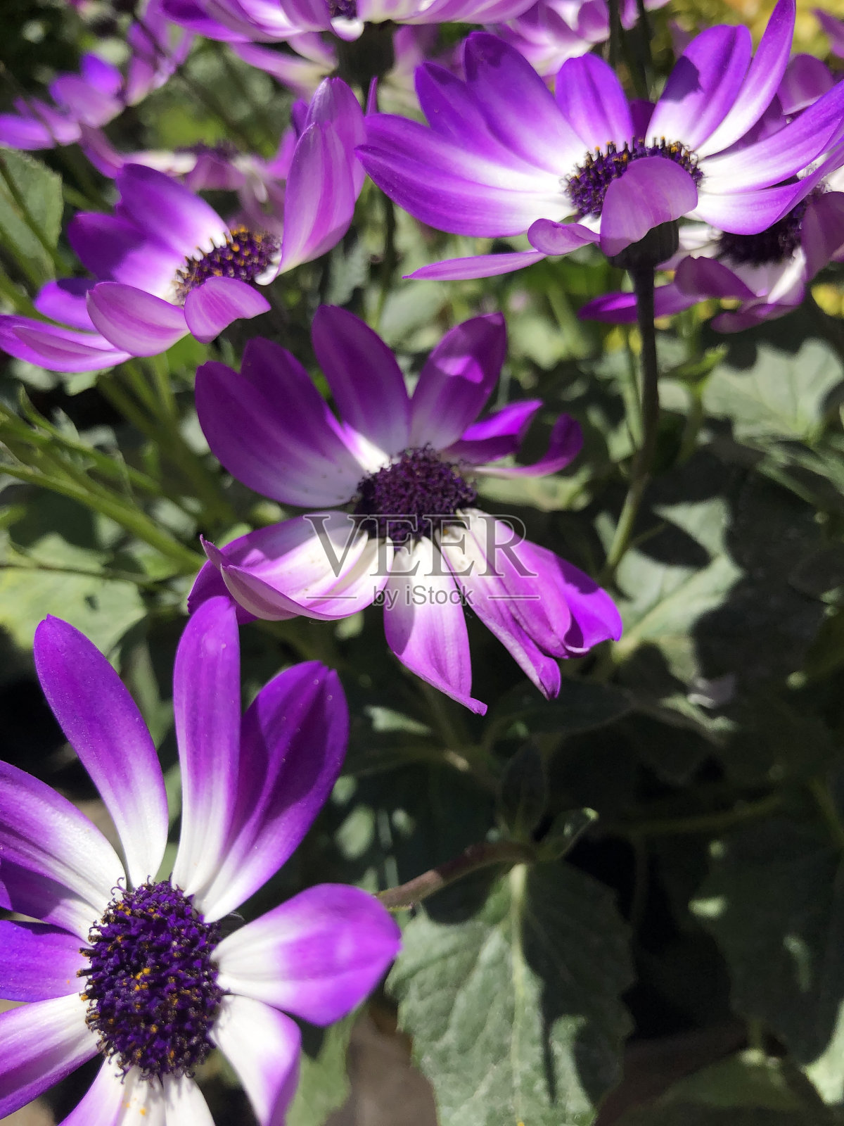 周花照片摄影图片