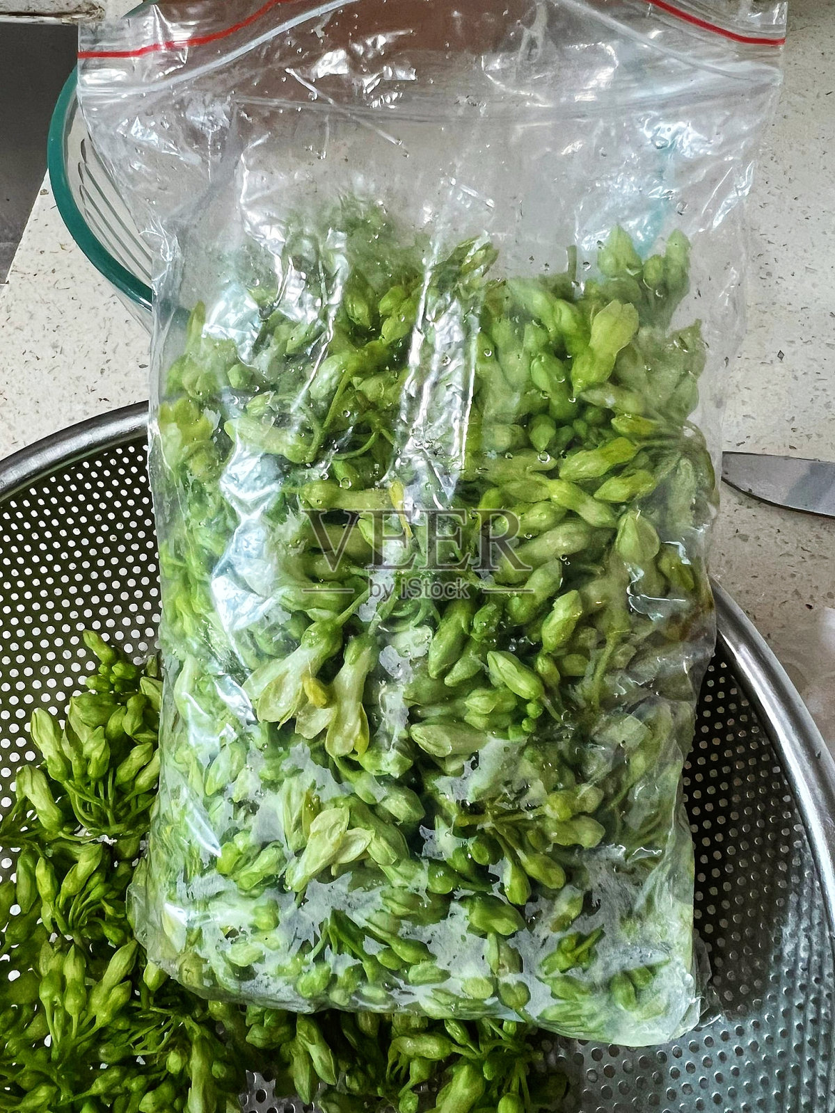 脊索动物thelosma照片摄影图片