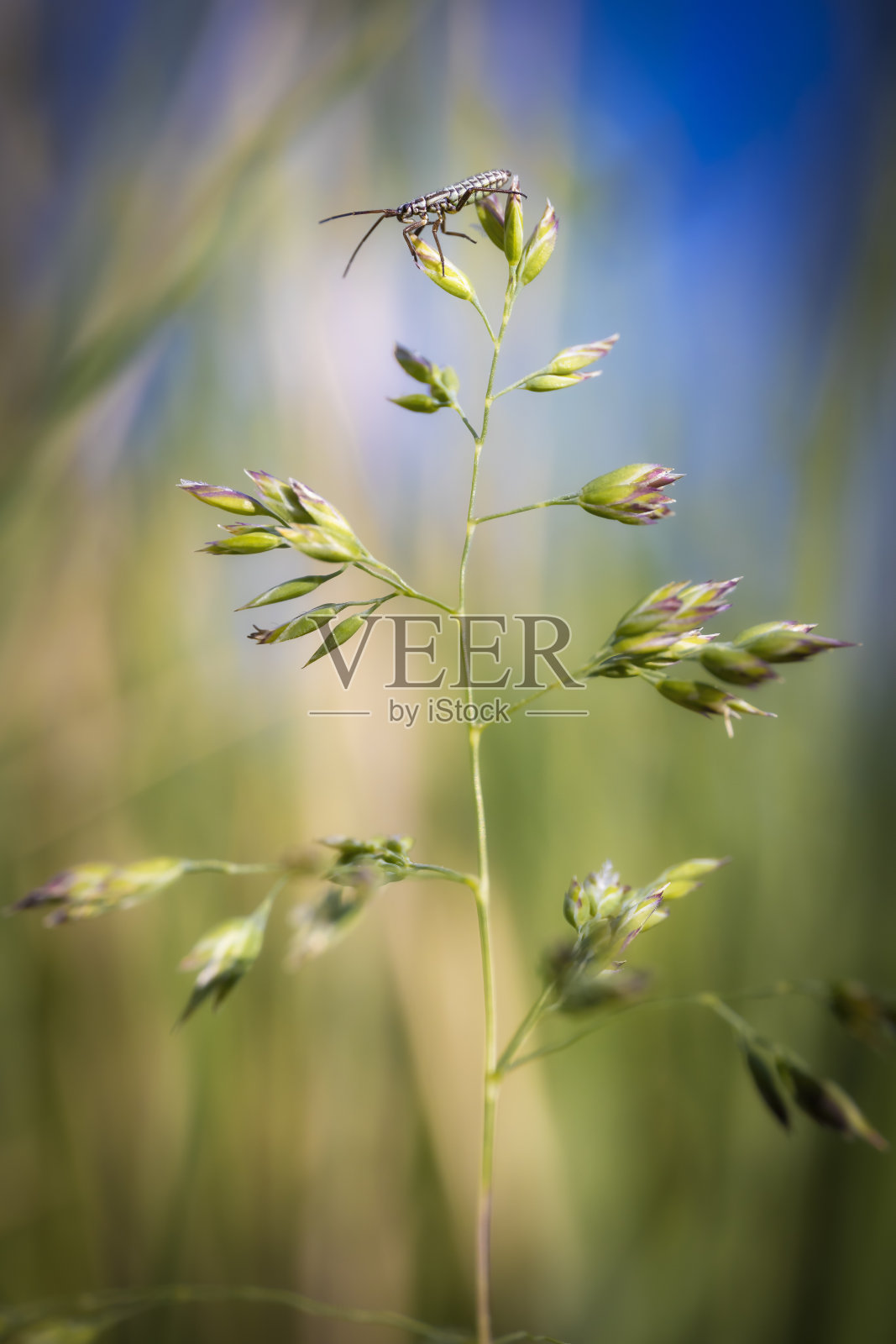 Leptopterna Dolabrata照片摄影图片