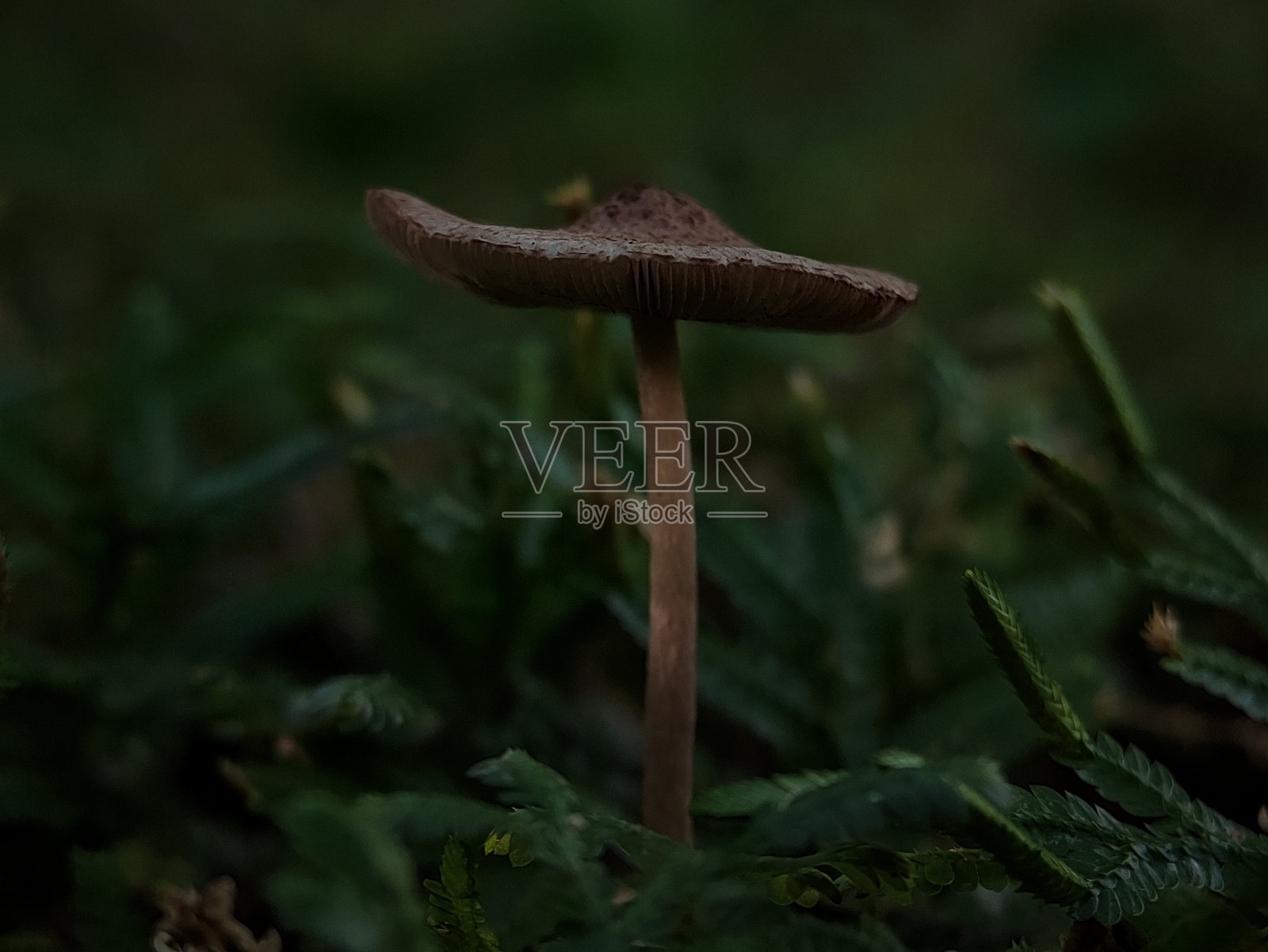 蘑菇生长在绿色的草地上照片摄影图片