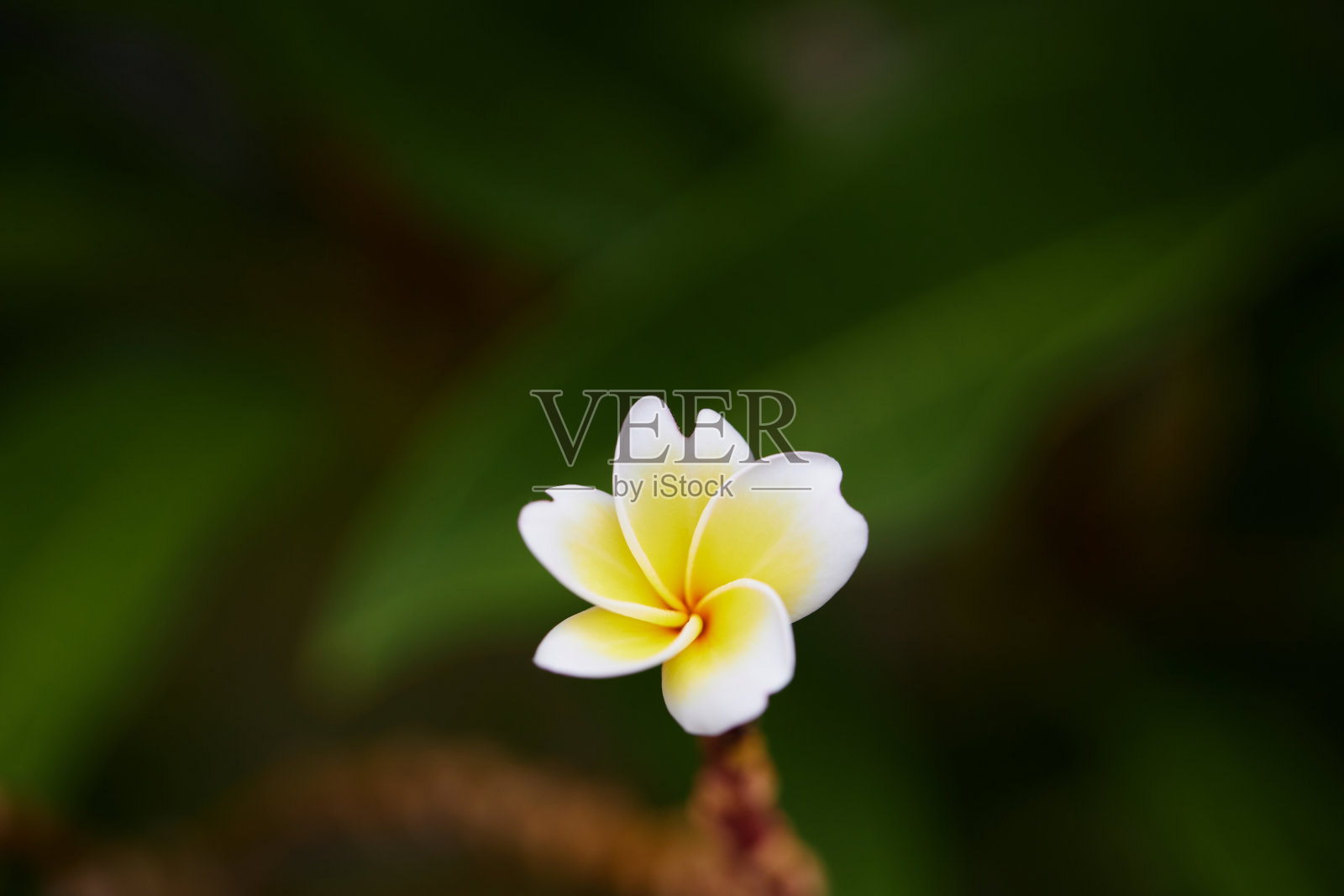 白天花盛开的特写镜头照片摄影图片