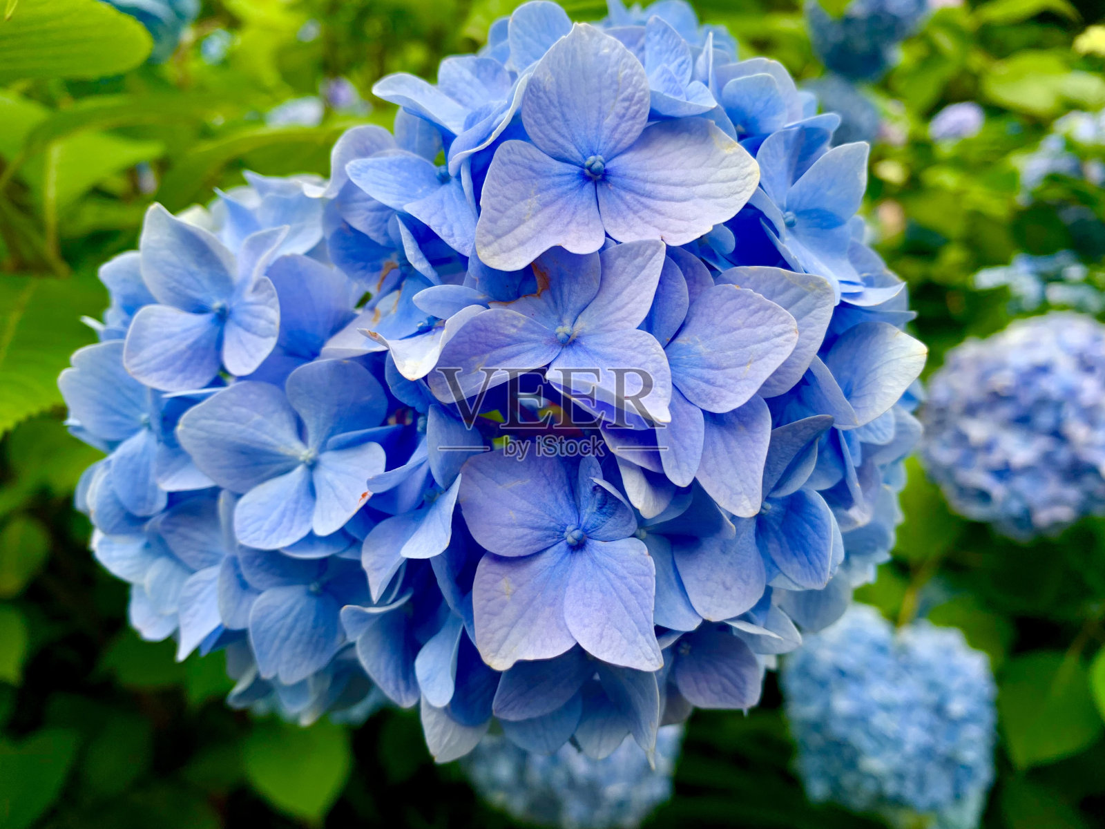 绣球花61照片摄影图片