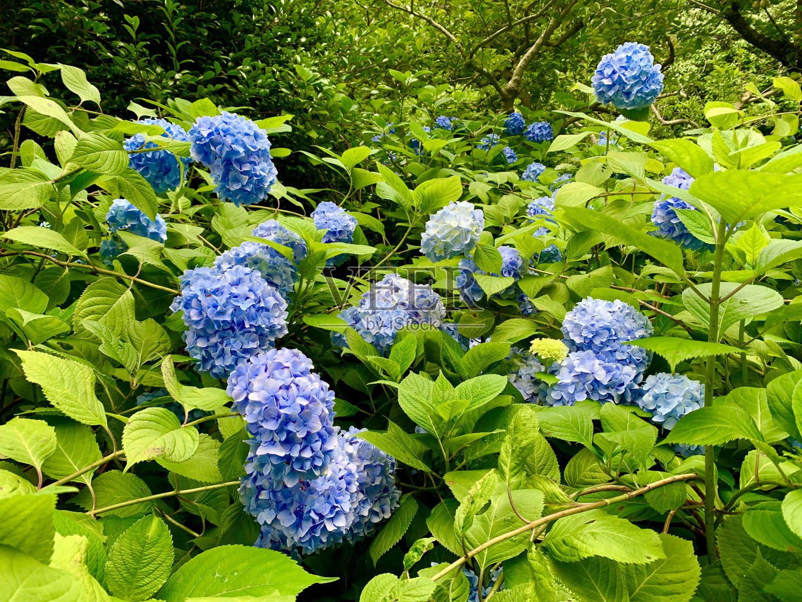 绣球花55照片摄影图片