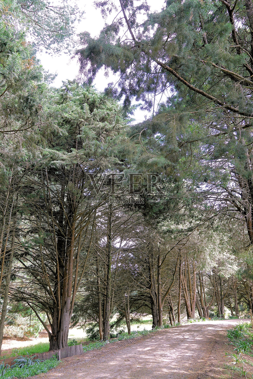 拉拉拉拉，澳大利亚维多利亚照片摄影图片