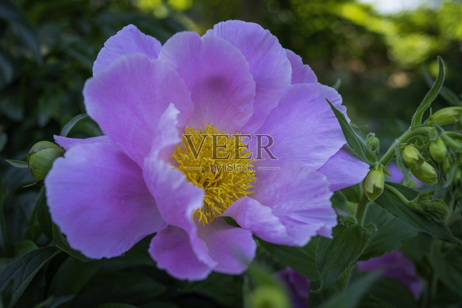 粉色玫瑰果花近距离开花照片摄影图片