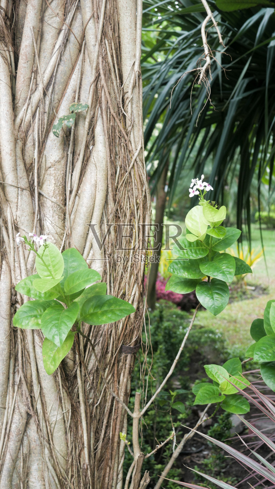 泗水邦库尔公园的大树干。照片摄影图片