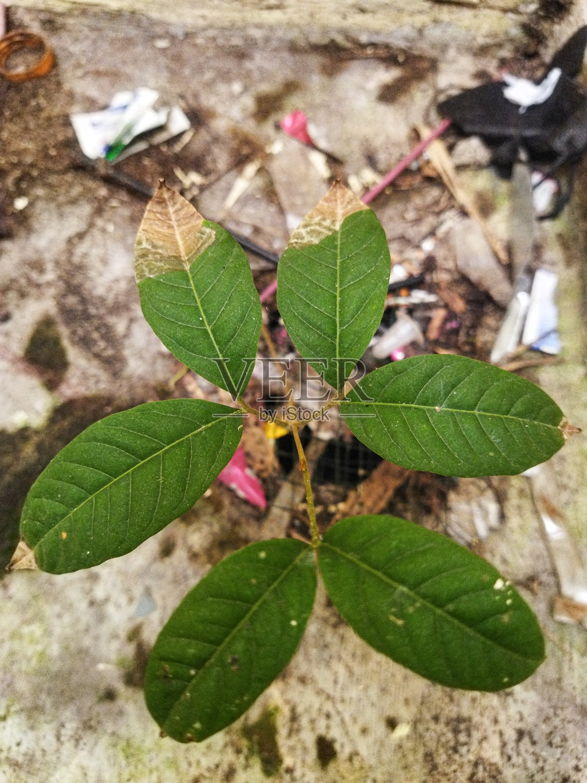 野生植物生长在垃圾处理场和水周围的水泥材料上的自然照片照片摄影图片