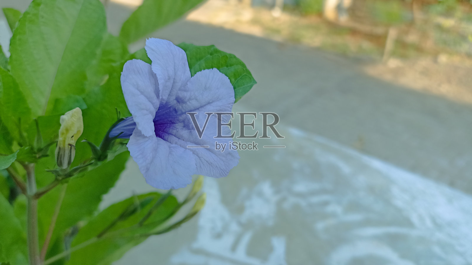 紫色的野花生长和盛开在路边照片摄影图片