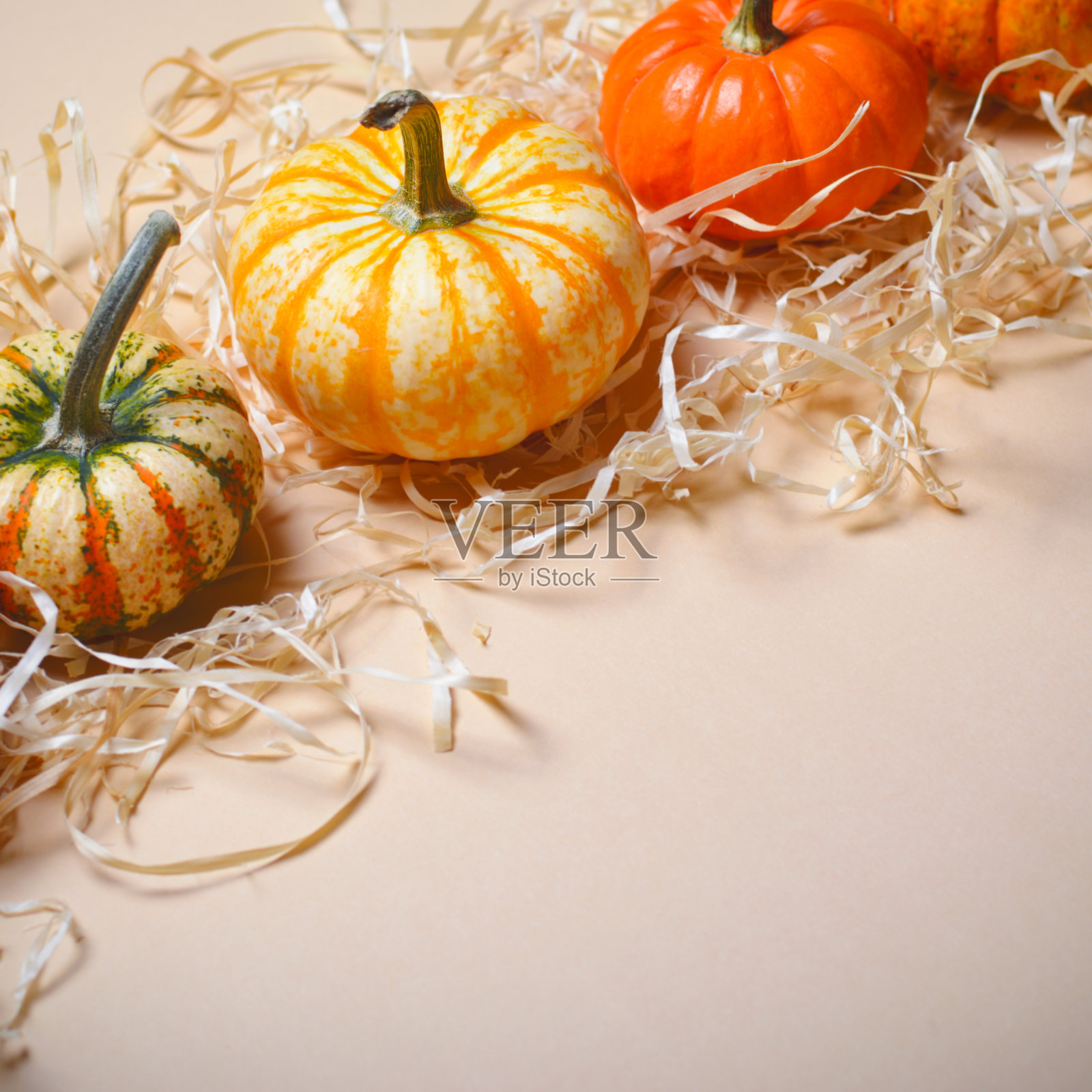 不同的彩色南瓜，秋天的感恩节和万圣节的背景照片摄影图片