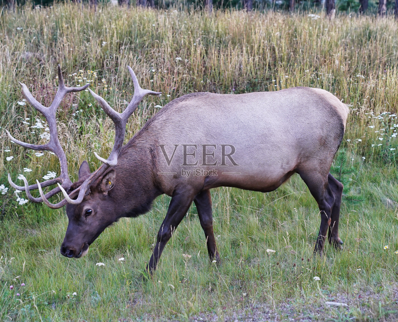 公麋鹿照片摄影图片