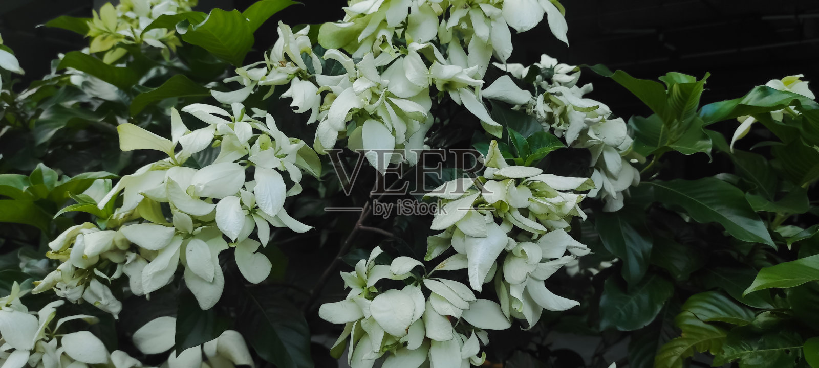 一品红或白色的一品红花盛开在花园里，自然的背景照片摄影图片