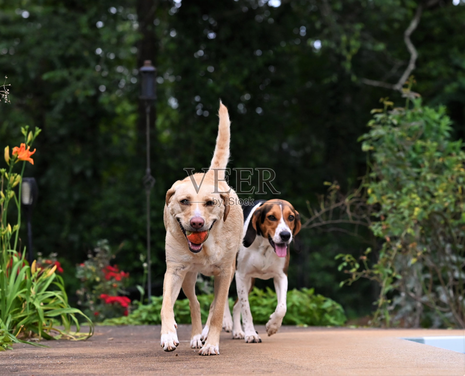 两只大狗在户外跑着玩着，拿着一个球照片摄影图片