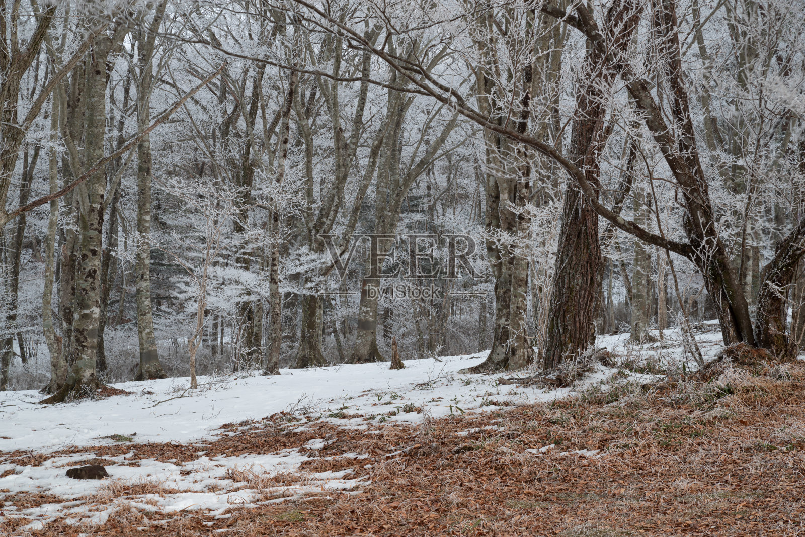 白霜森林照片摄影图片