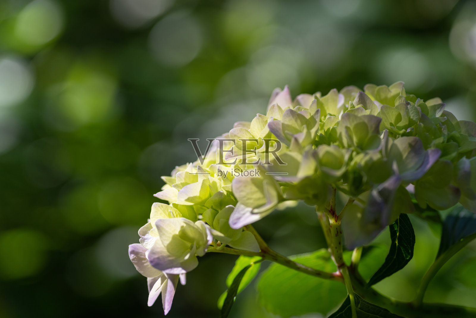 阳光透过树叶，在绣球花中绽放照片摄影图片