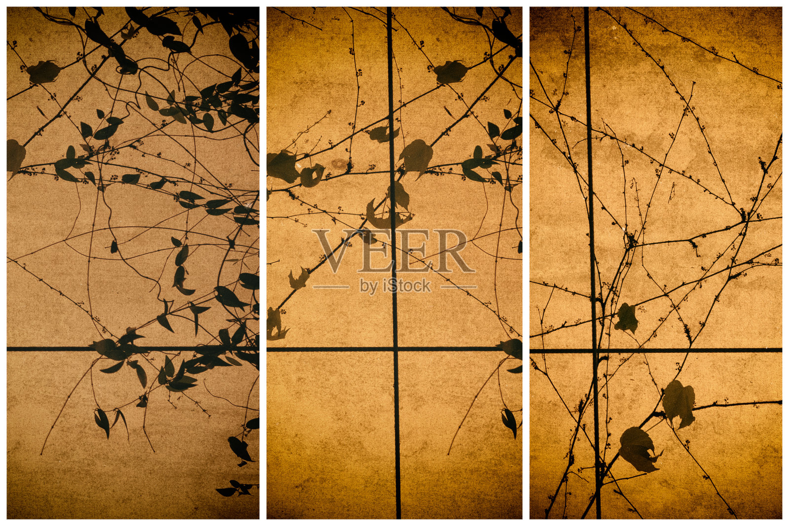 常春藤阴影图像照片摄影图片