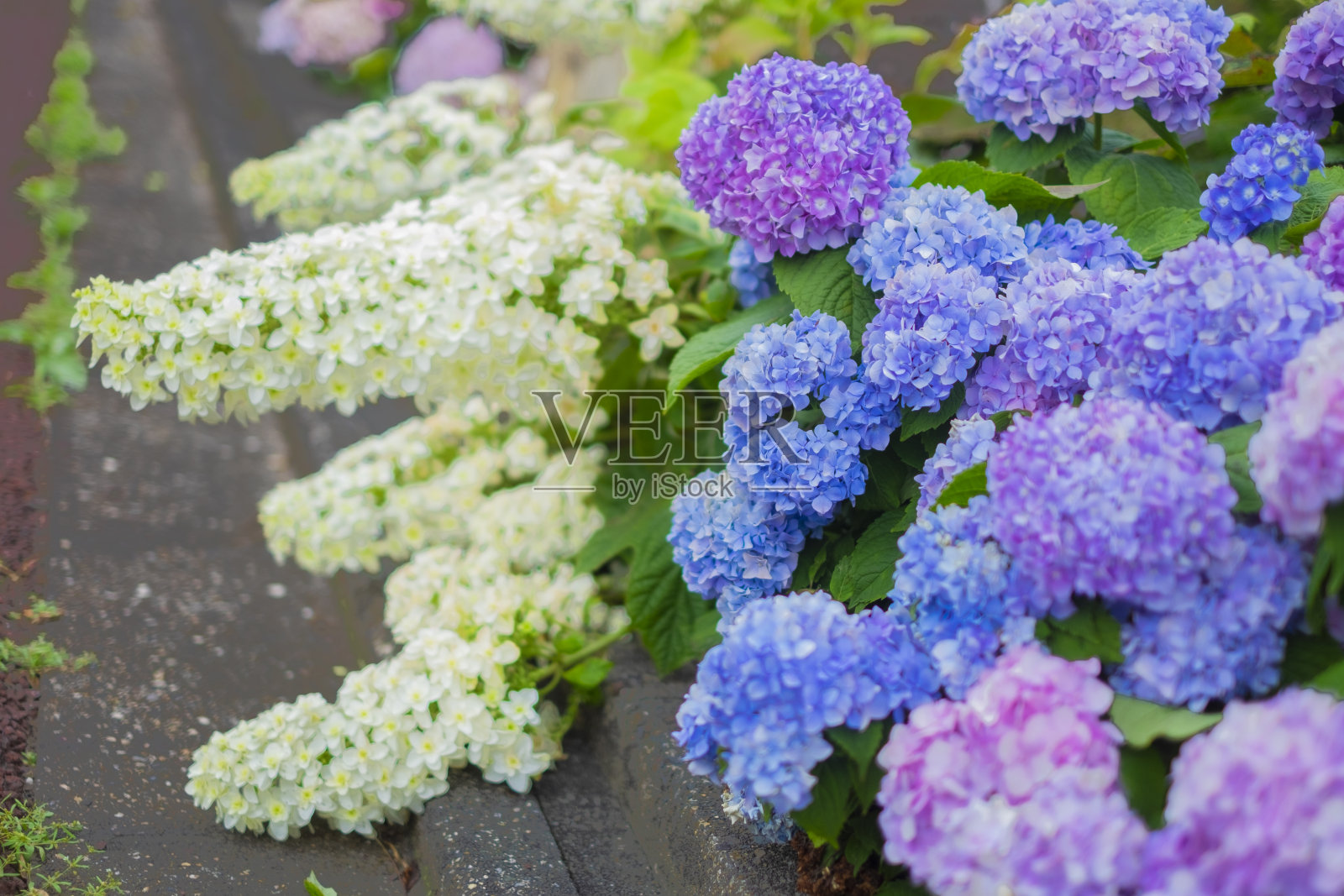 室外盛开的日本绣球花。照片摄影图片