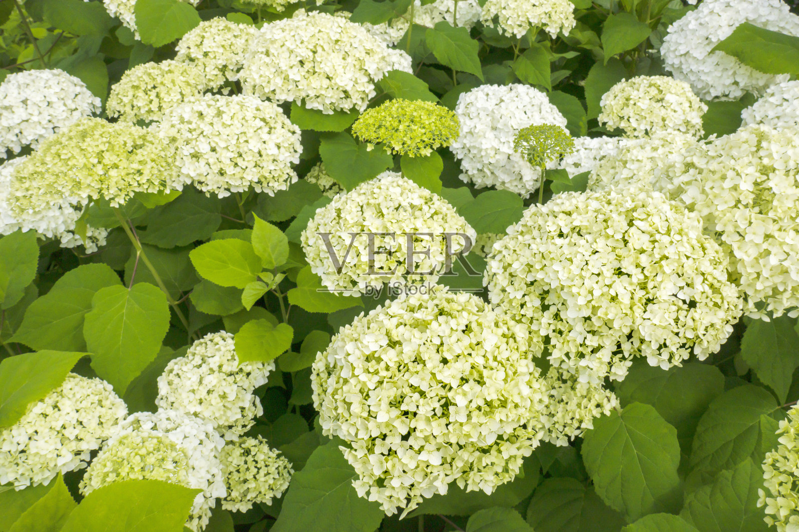 绣球花盛开了。照片摄影图片
