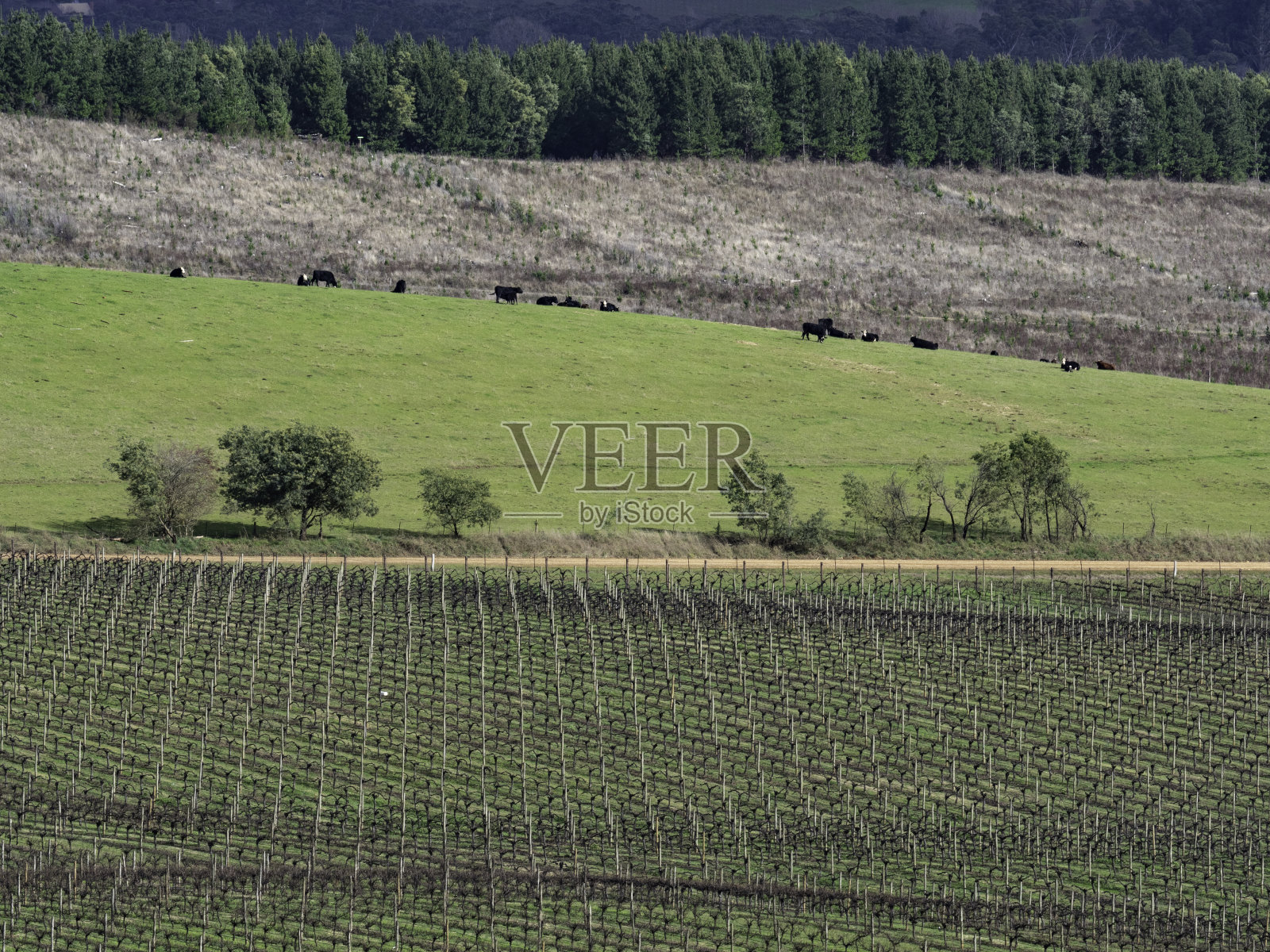 冬天的葡萄藤和奶牛照片摄影图片