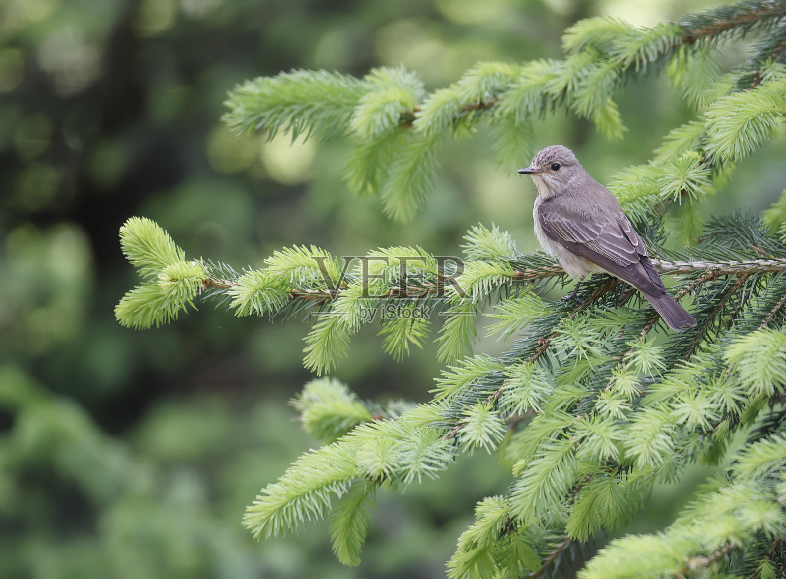 斑捕蝇草(Muscicapa striata)照片摄影图片