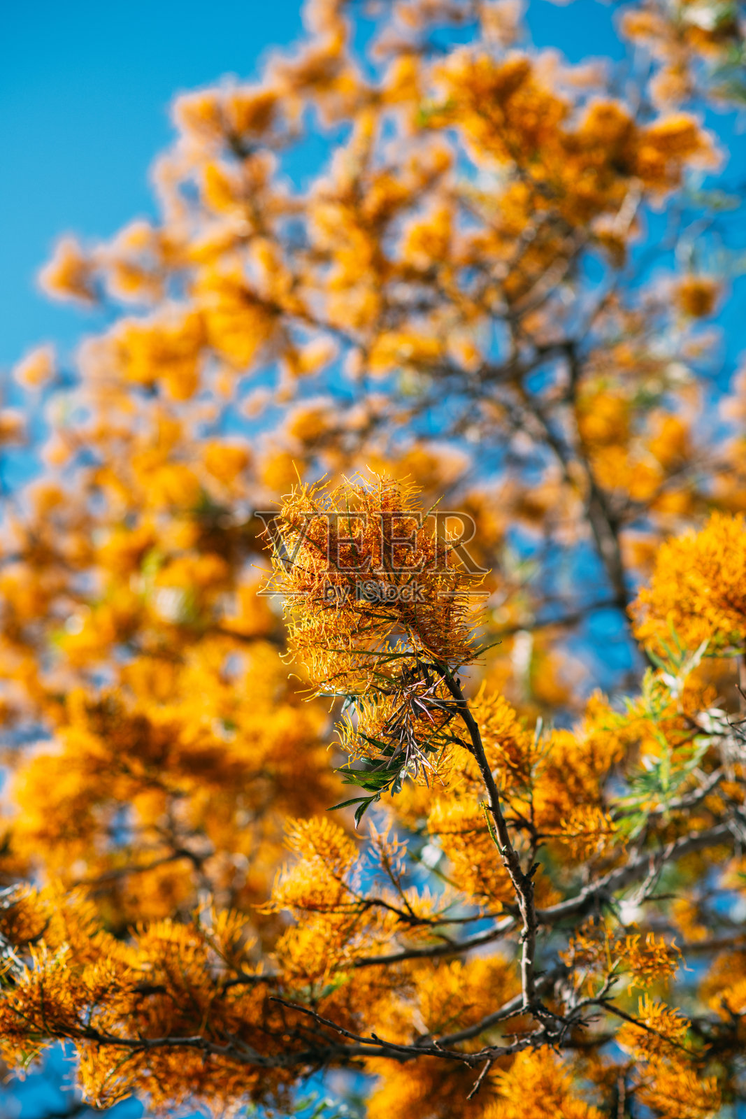 罗布斯塔树花照片摄影图片