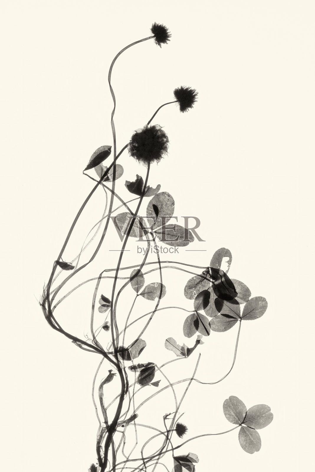 红三叶草在黑白色调照片摄影图片