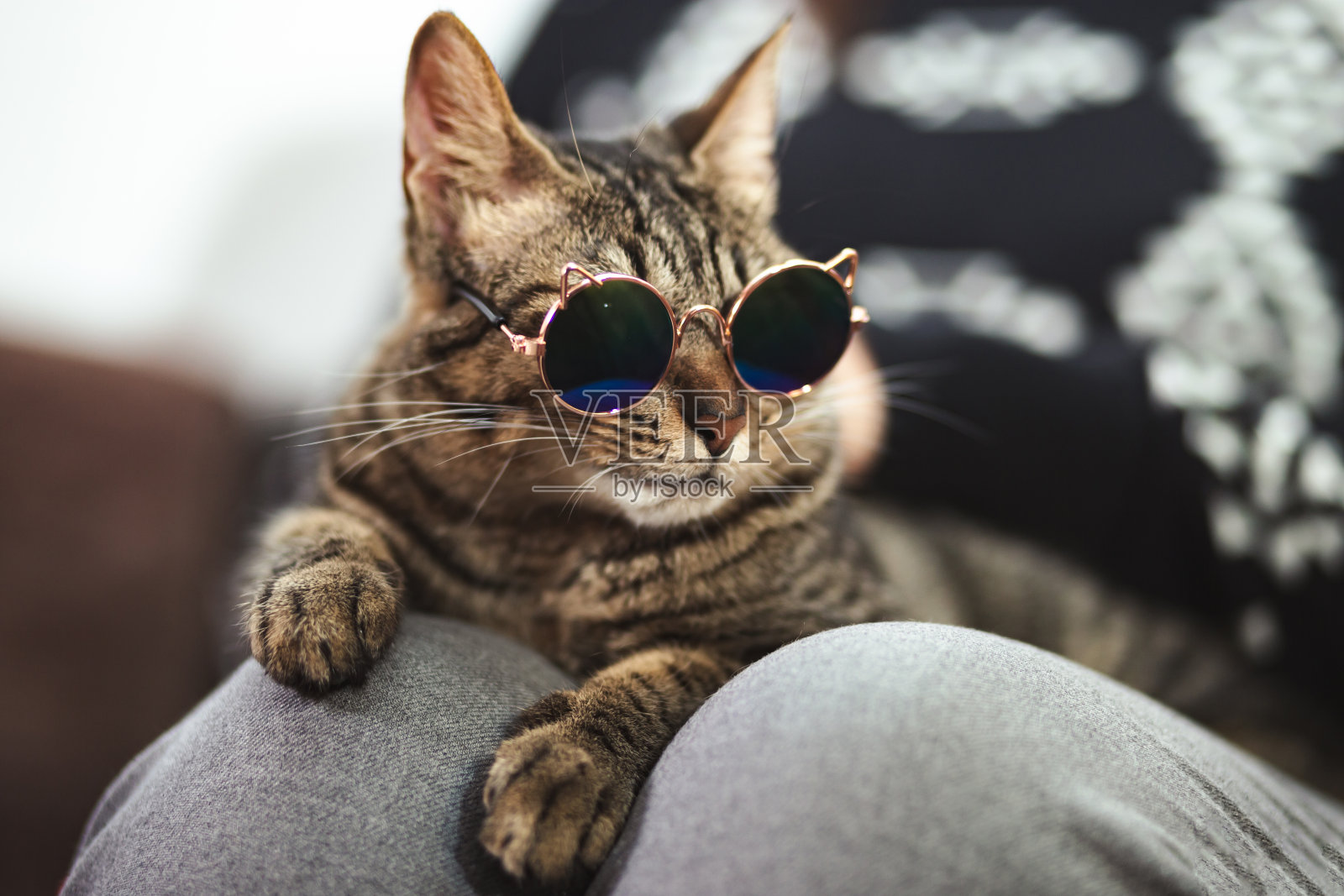 戴着墨镜的虎斑猫坐在客厅的沙发上，一个人在用遥控器，国际猫日，好玩的，宠物。照片摄影图片