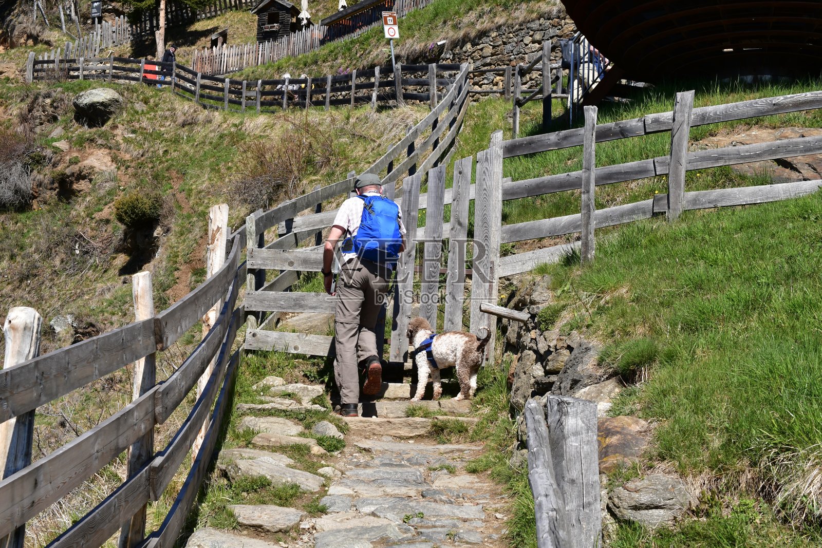 一名男子和他的Lagotto Romagnolo狗在南蒂罗尔的Meraner Höhenweg徒步旅行照片摄影图片