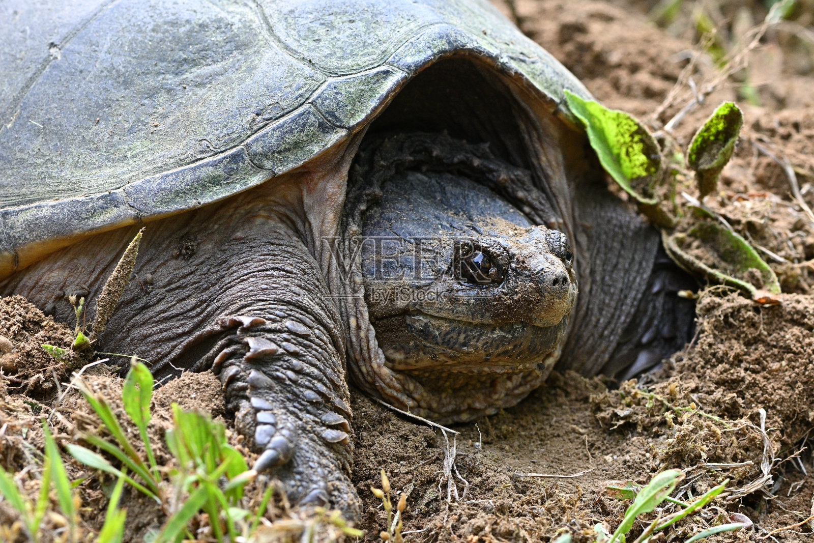 在巢里咬乌龟，侧视图2照片摄影图片
