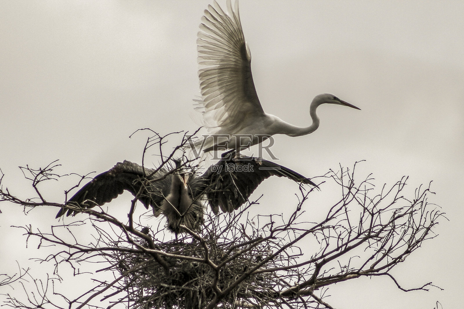 大蓝鹭照片摄影图片
