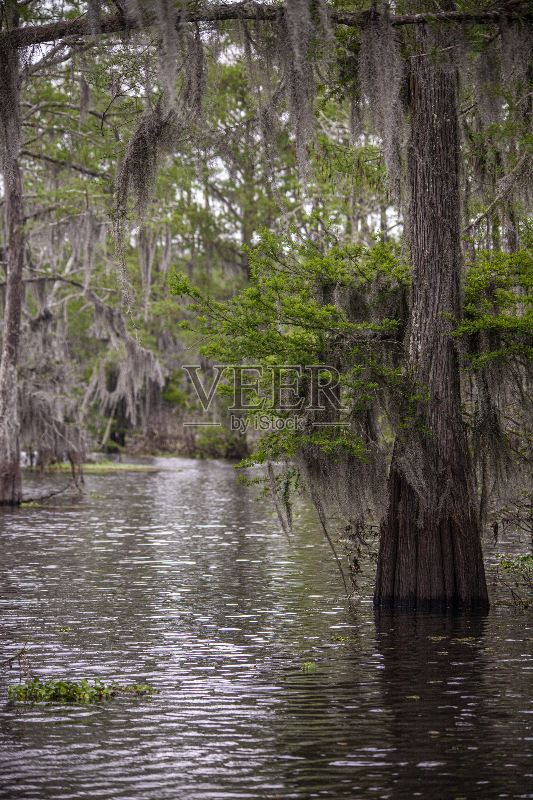 路易斯安那州的沼泽照片摄影图片