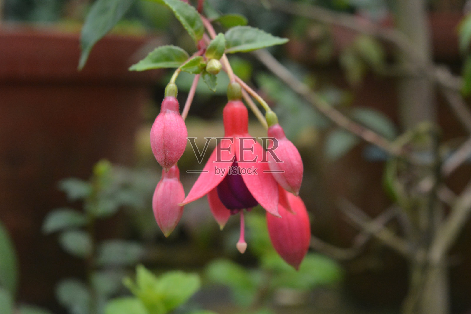 自然、花卉和动物群照片摄影图片